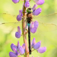 из вчерашней съёмки 3 :: Александр Прокудин из вчерашней съёмки 3 :: Александр Прокудин