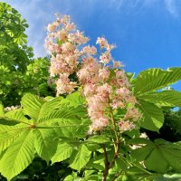 Каштан :: Сапсан 