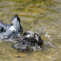 Купание галок в городском водоёме. :: Милешкин Владимир Алексеевич Купание галок в городском водоёме. :: Милешкин Владимир Алексеевич