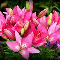 они на радость нам даны :: Олег Лукьянов