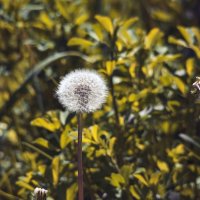 *** :: Виктор Иванович Чернюк