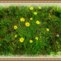 Козлобородник :: Анатолий Чикчирный