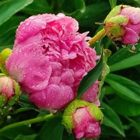 Пионы после дождя :: Валентина Богатко 