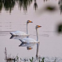 Две Грации! :: Елена Хайдукова ( Elena Fly ) Две Грации! :: Елена Хайдукова ( Elena Fly )