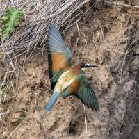 щурки :: юрий макаров