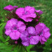 Нежная гвоздика :: Людмила Смородинская