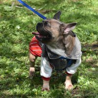 Москва. Парад французских бульдогов в усадьбе «Воронцово». :: Наташа ***** Москва. Парад французских бульдогов в усадьбе «Воронцово». :: Наташа *****