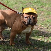 Москва. Парад французских бульдогов в усадьбе «Воронцово». :: Наташа *****