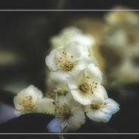 Жасмин цветёт :: Владимир Кроливец