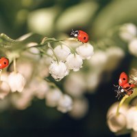 трио :: Svetlana Galvez