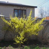 форзиция :: Елена Шаламова форзиция :: Елена Шаламова