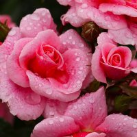 Розовое утро :: Юрий. Шмаков