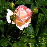 Нежно розовый  бутон :: Валентин Семчишин