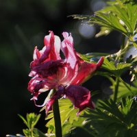 Про тюльпанчик.. :: Татьян@ Ивановна