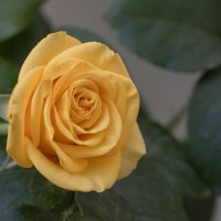 В саду безлюдье, Розе - одиноко... :: Валерий Басыров