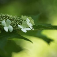 Путешественник муравьишко :: Эдуард Куклин Путешественник муравьишко :: Эдуард Куклин