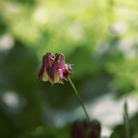 Водосбор обыкновенный :: Эдуард Куклин Водосбор обыкновенный :: Эдуард Куклин