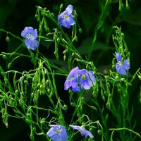 Лен :: Наталья Лакомова