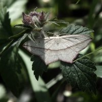 ** :: Зоя Мишина