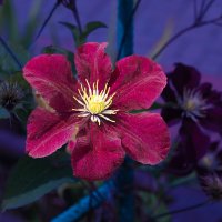 Клематис :: Евгений Клематис :: Евгений