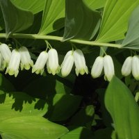 Купена :: Freddy 97