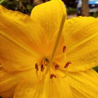 Лилейник :: Алексей Архипов