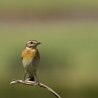 Луговой чекан :: Валерий Черняк