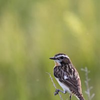 Луговой чекан :: Валерий Черняк