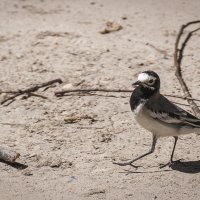 Фотографии трясогузки: изящество и элегантность этой птицы. :: Вадим Басов