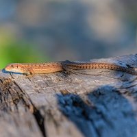 Я, на солнышке лежу-у... :: Евгений Голубев