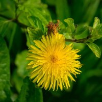 Время одуванчика... :: Николай Гирш