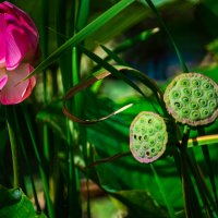 Красота лотоса :: Александр Леонов