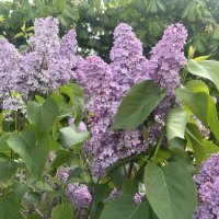 Дурманит сирень ароматом... :: Наталия Павлова