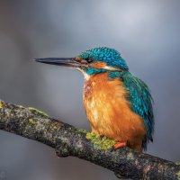 На утренней охоте :: Александр К. На утренней охоте :: Александр К.