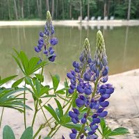 Люпины у воды :: Татьяна Тюменка