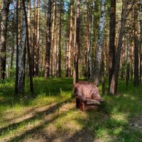 Будь как дома, путник :: Дмитрий Костоусов