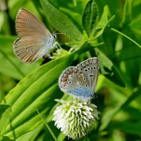 опять про бабочек  1 :: Александр Прокудин