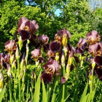 Шоколадные. :: Лия ☼ Шоколадные. :: Лия ☼