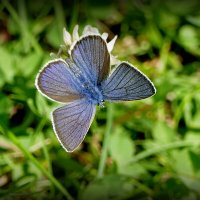 опять про бабочек 4 :: Александр Прокудин опять про бабочек 4 :: Александр Прокудин