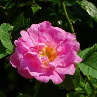 Лето и цветы. :: Милешкин Владимир Алексеевич Лето и цветы. :: Милешкин Владимир Алексеевич