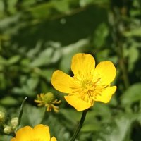 Солнечные ребята :: Pippa 