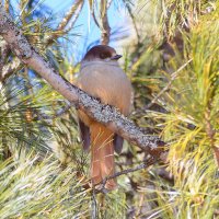 Лесная красотка :: Михаил Белоусов Лесная красотка :: Михаил Белоусов