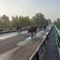 С утра на пастбище :: Валерий Иванович