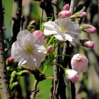 Весна :: Роман Савоцкий