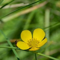 Лютик :: Игорь Сикорский Лютик :: Игорь Сикорский