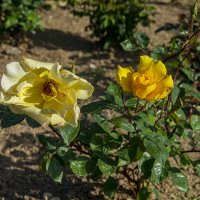 Розы :: Анатолий Чикчирный Розы :: Анатолий Чикчирный