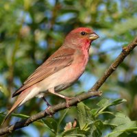 Чечевица (самец) :: Владислав Иопек