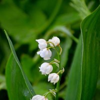 Ландыш :: Татьяна Лютаева Ландыш :: Татьяна Лютаева