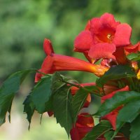 Кампсис расцвёл :: Татьяна Смоляниченко