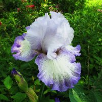 Нежный ирис :: Людмила Смородинская